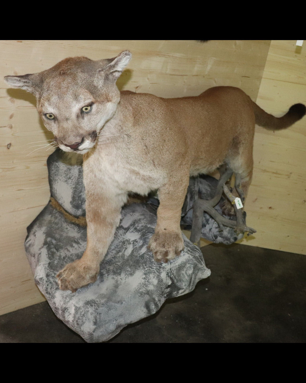 Puma Präparat stehend