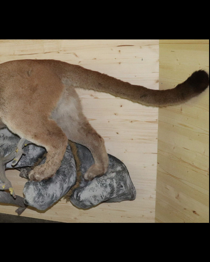 Puma Präparat stehend
