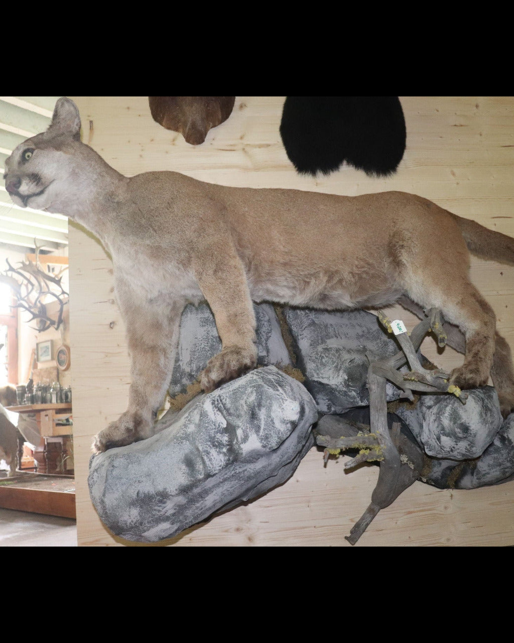 Puma Präparat stehend