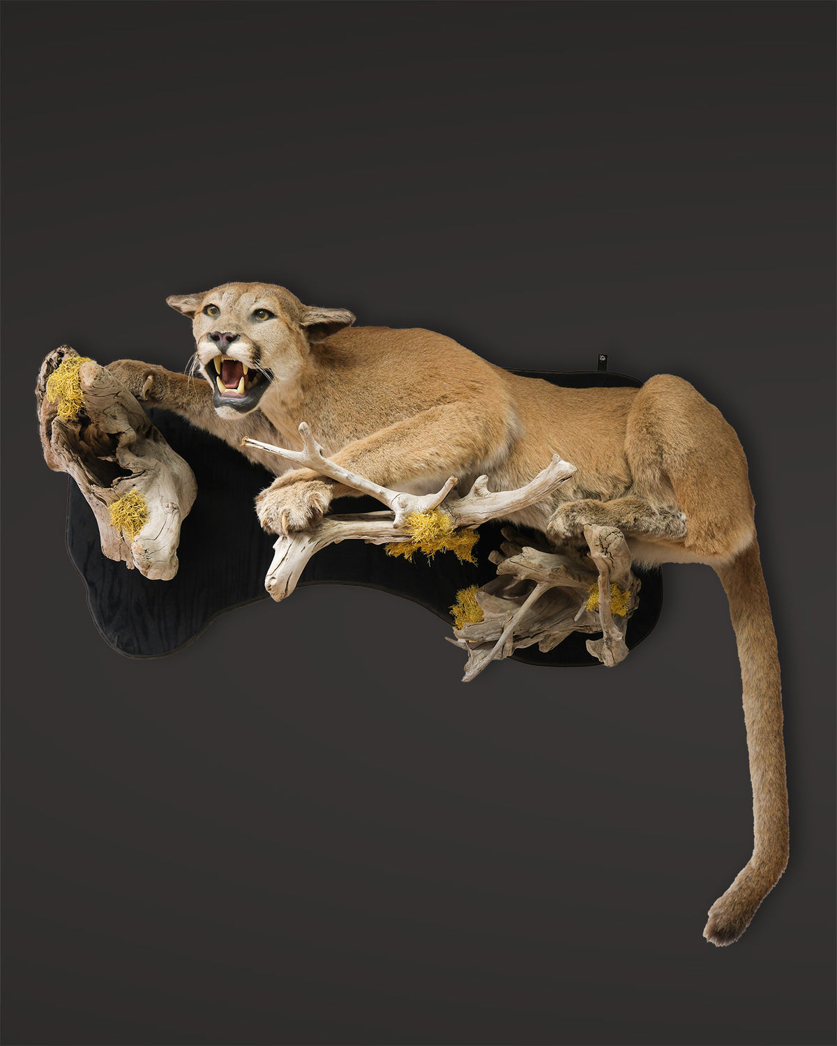 Puma Präparat liegend