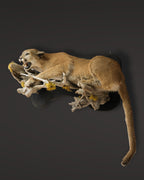 Puma Präparat liegend