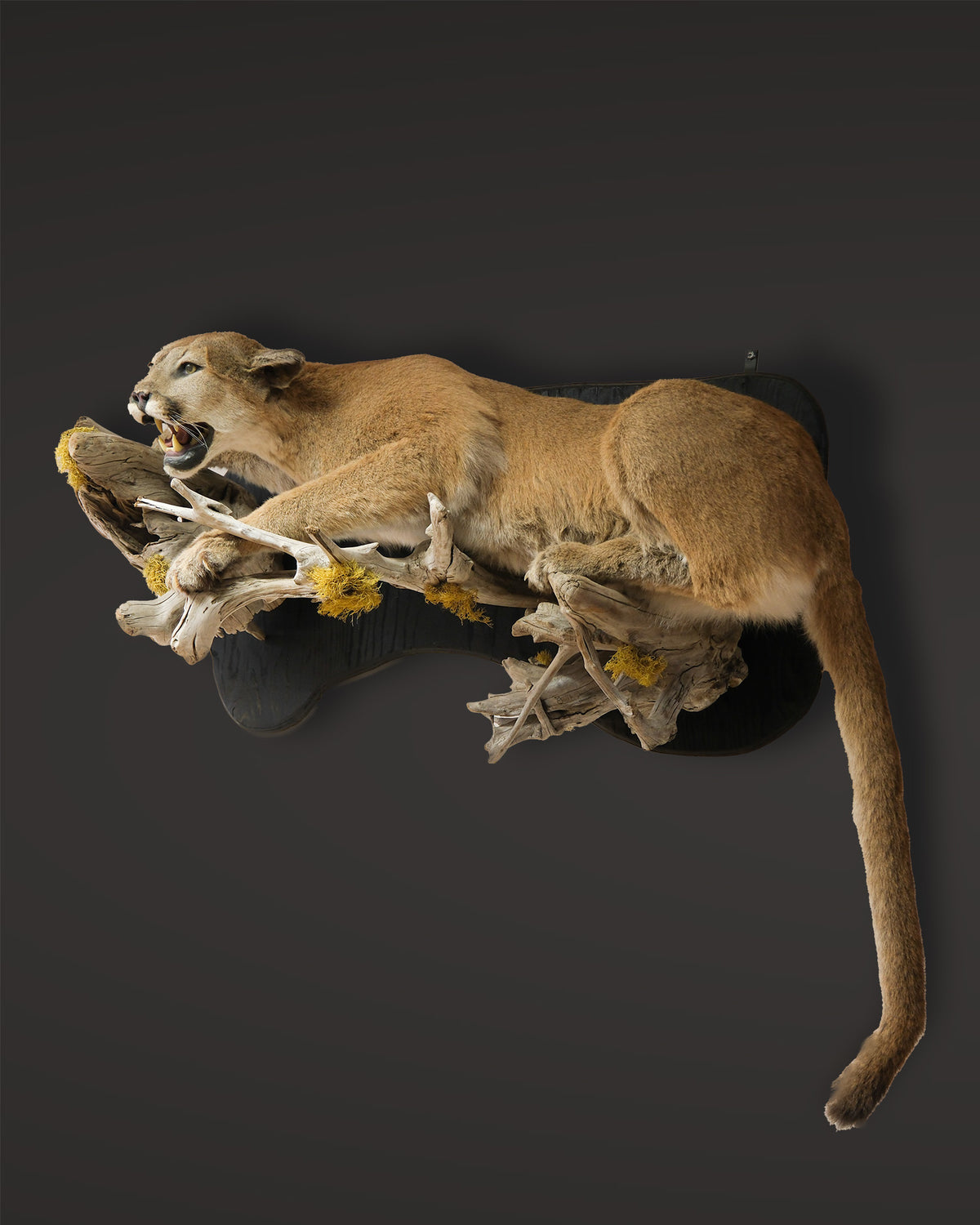 Puma Präparat liegend
