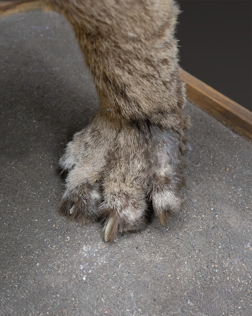 Puma Präparat springend