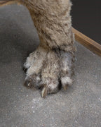 Puma Präparat springend