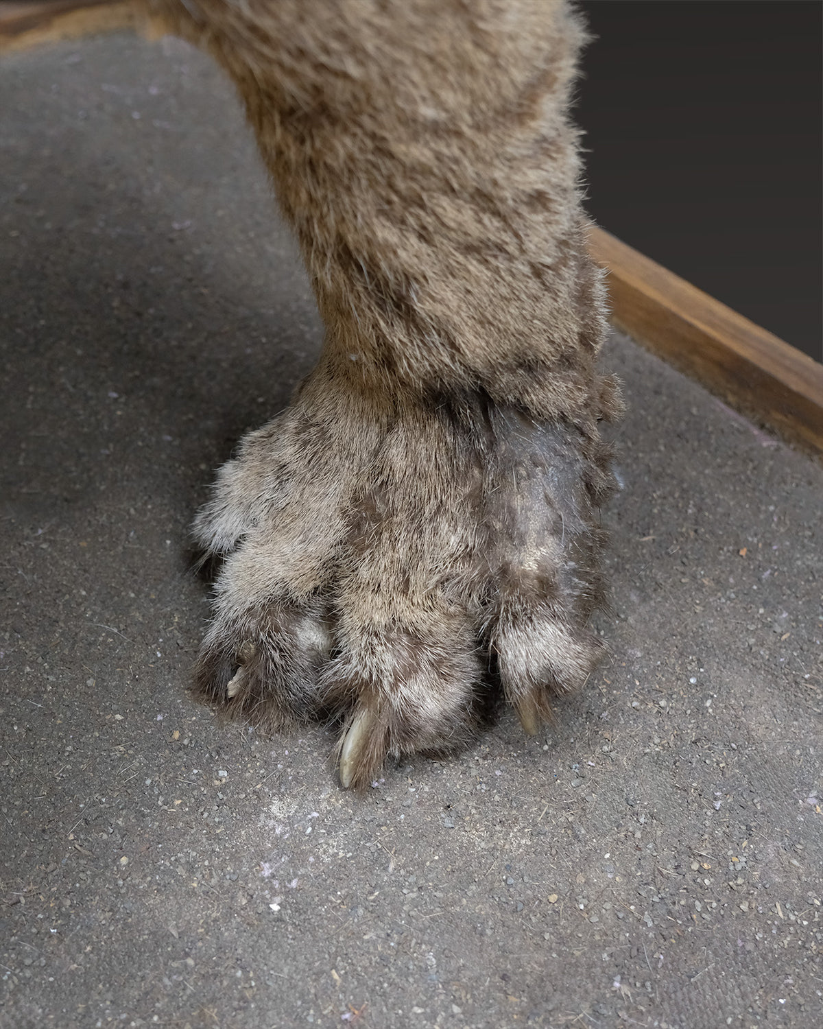 Puma Präparat springend