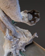 Puma Präparat springend