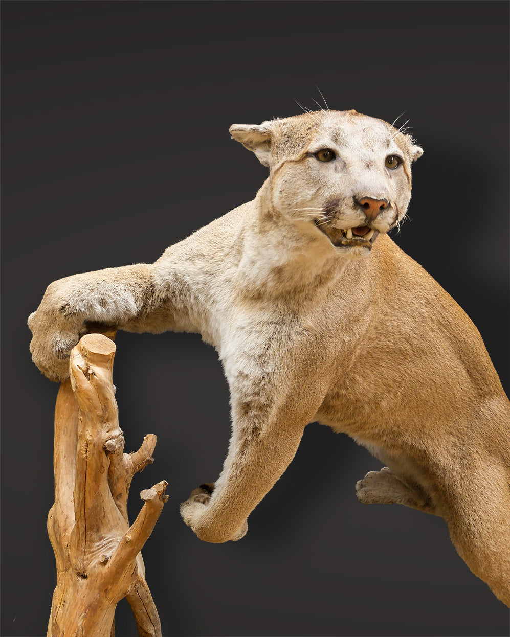 Puma Präparat springend