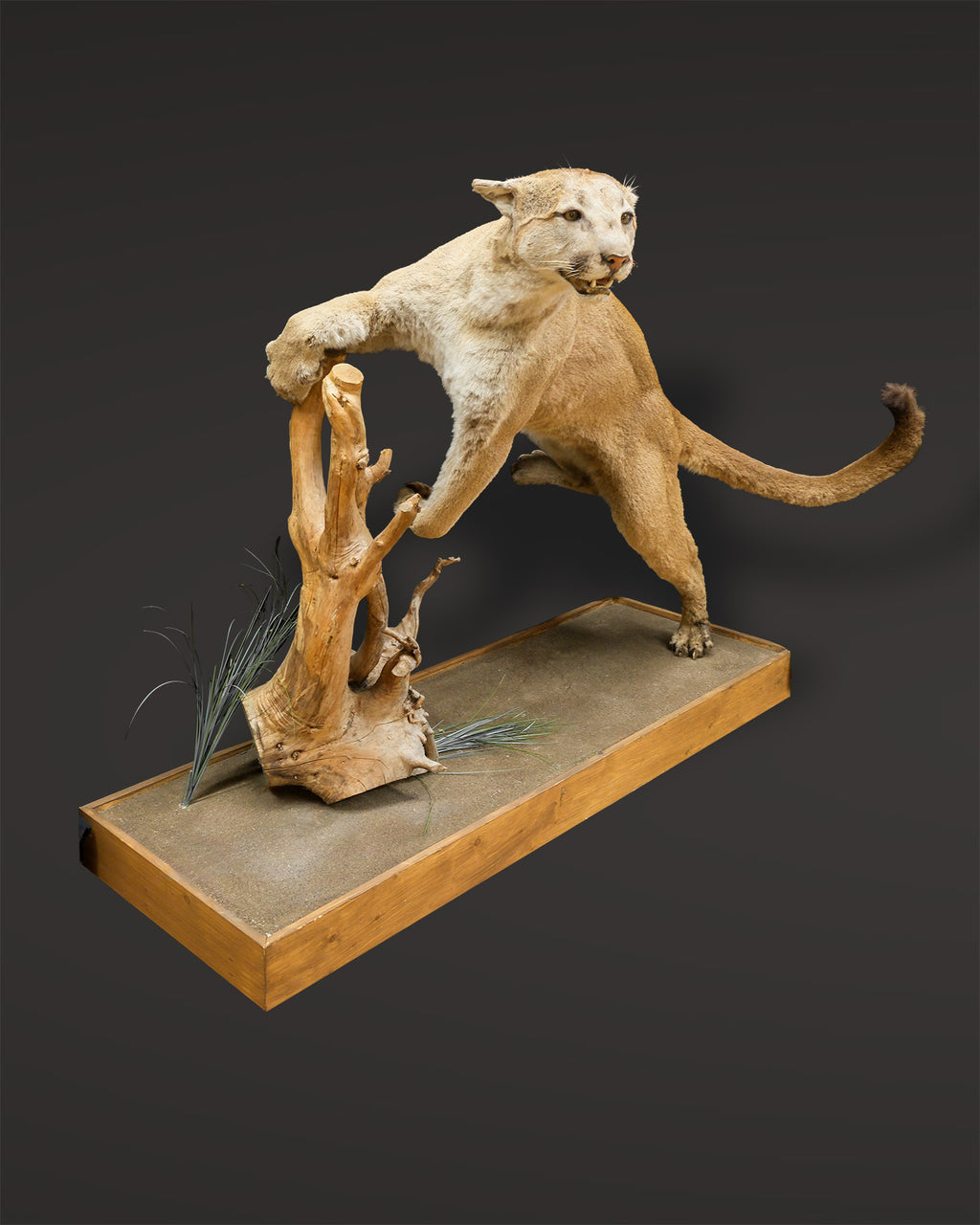 Puma Präparat springend