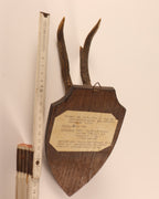 abnormer Rehbock