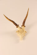 abnormer Rehbock