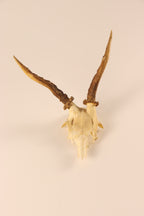 abnormer Rehbock