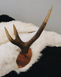 Rostständer mit Hornkrone