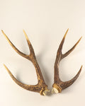 Geweih Hirschhorn Paar Rusa Hirsch