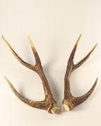 Geweih Hirschhorn Paar Rusa Hirsch