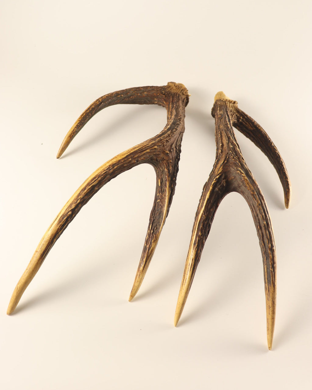 Geweih Hirschhorn Paar Rusa Hirsch