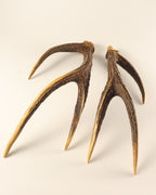 Geweih Hirschhorn Paar Rusa Hirsch