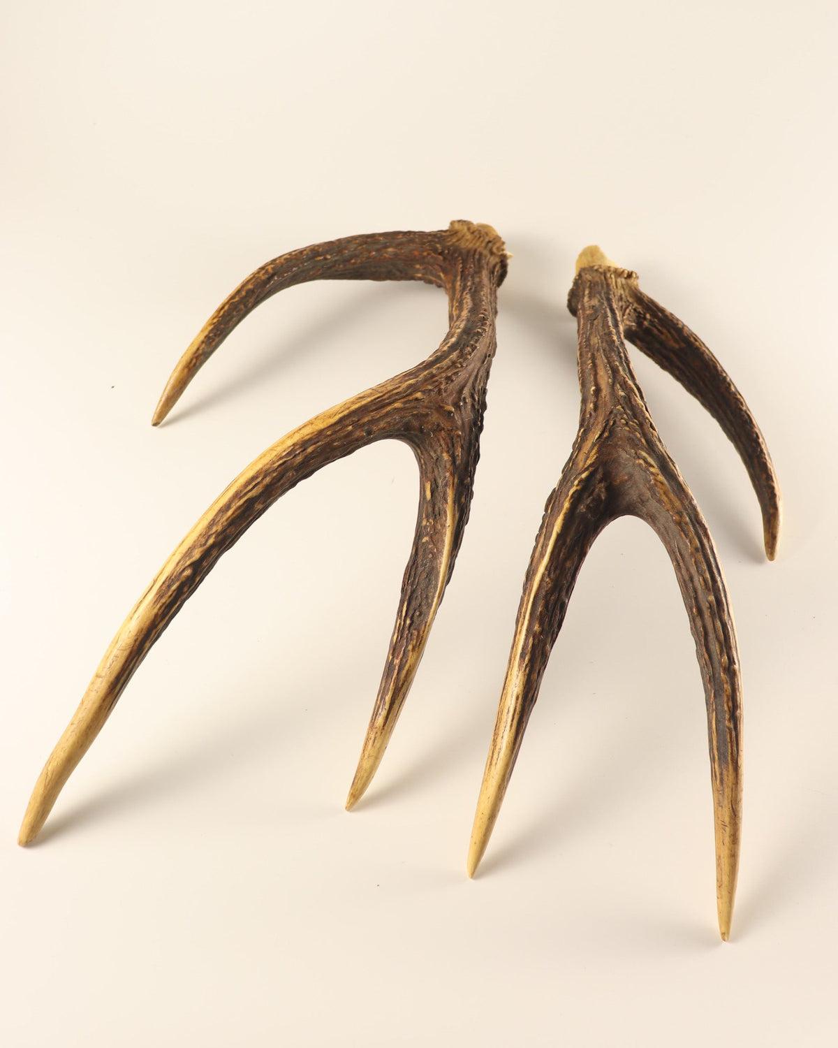 Geweih Hirschhorn Paar Rusa Hirsch