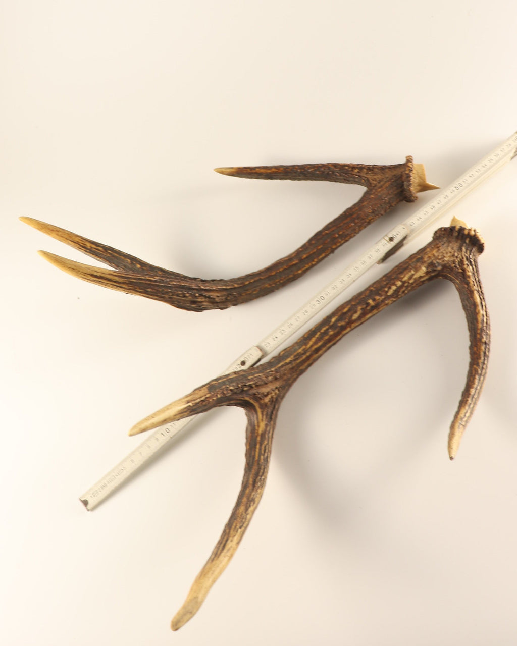 Geweih Hirschhorn Paar Rusa Hirsch