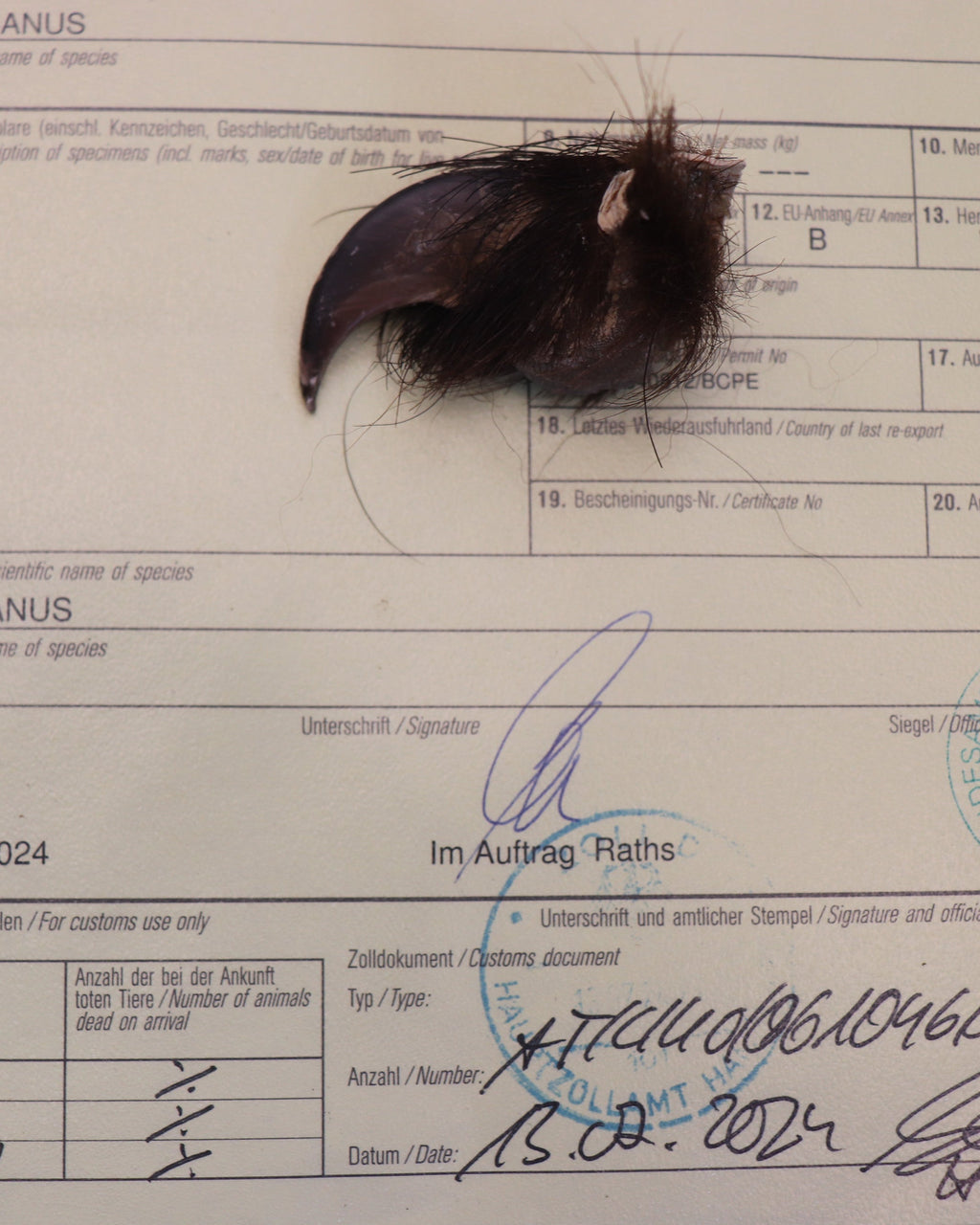Schwarzbärkralle Bärenkralle