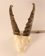 Steinbock Trophäe
