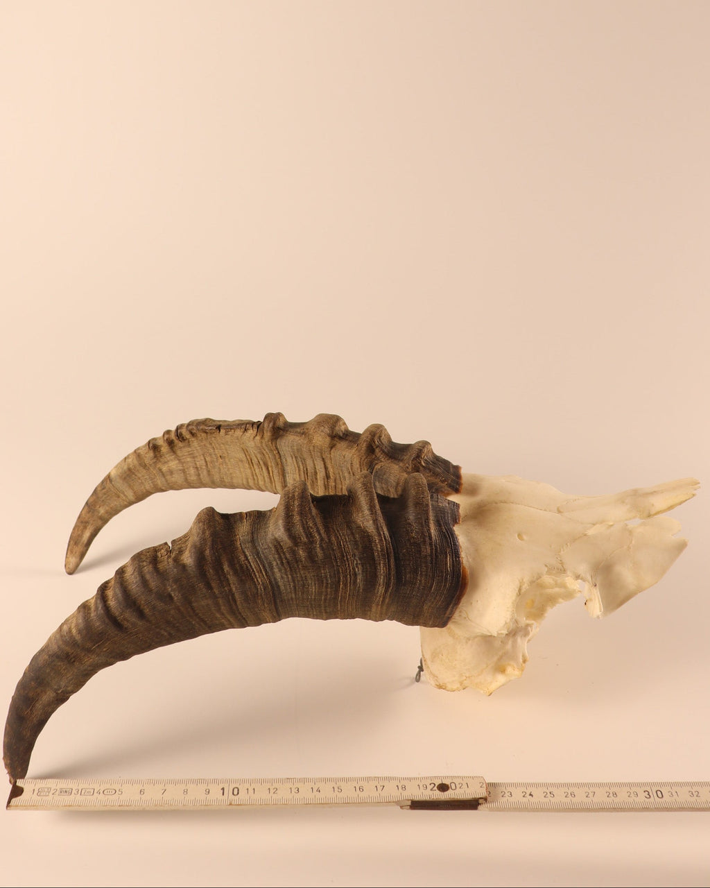 Steinbock Trophäe