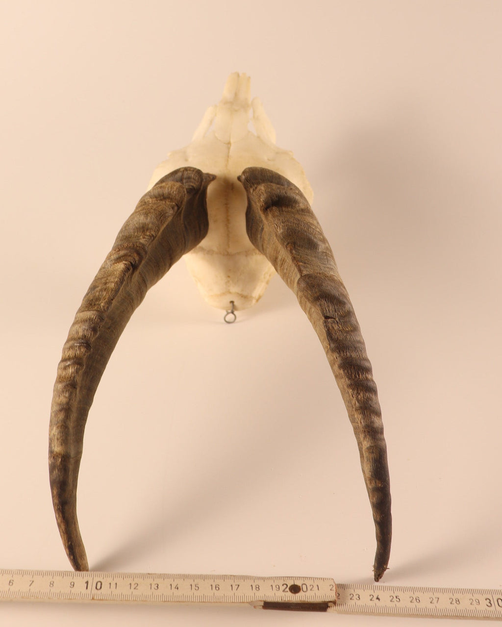 Steinbock Trophäe