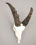Steinbock Trophäe