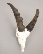 Steinbock Trophäe