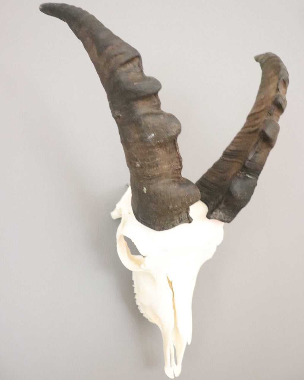 Steinbock Trophäe