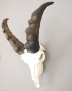 Steinbock Trophäe