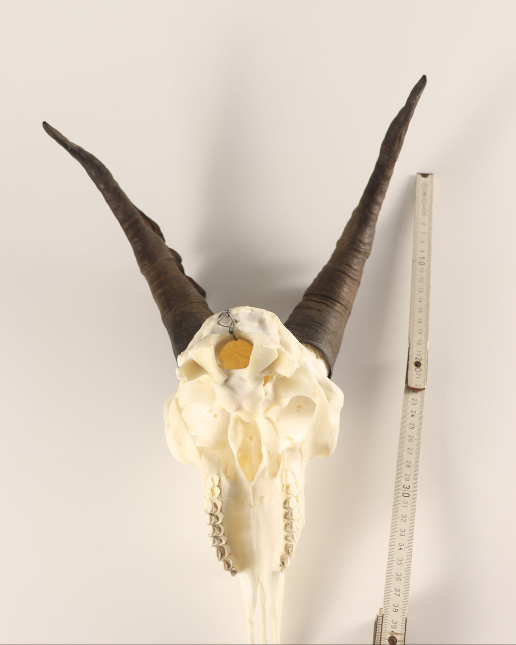 Steinbock Trophäe
