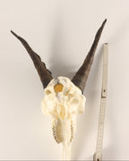 Steinbock Trophäe