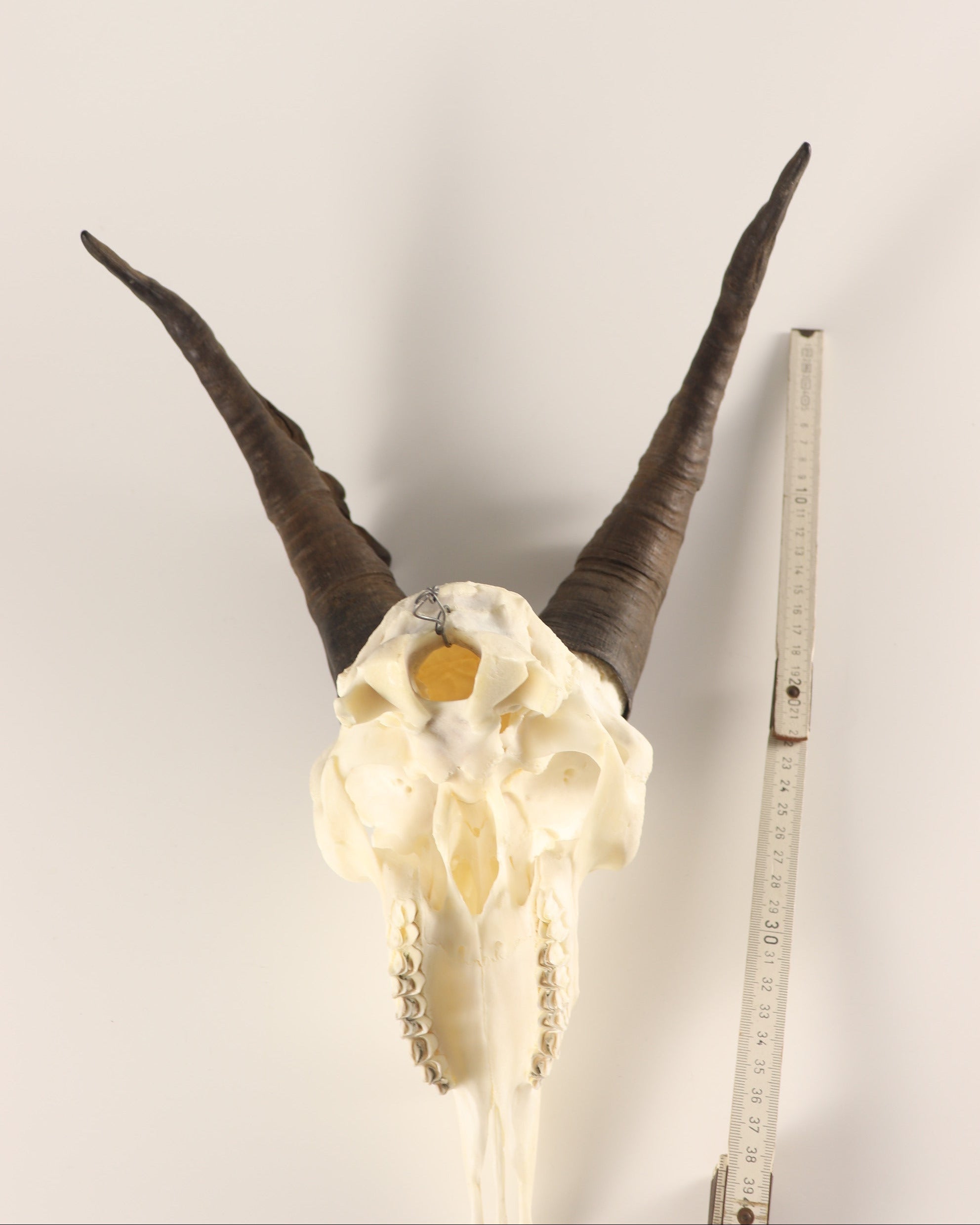 Steinbock Trophäe