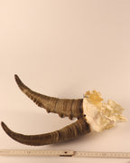 Steinbock Trophäe