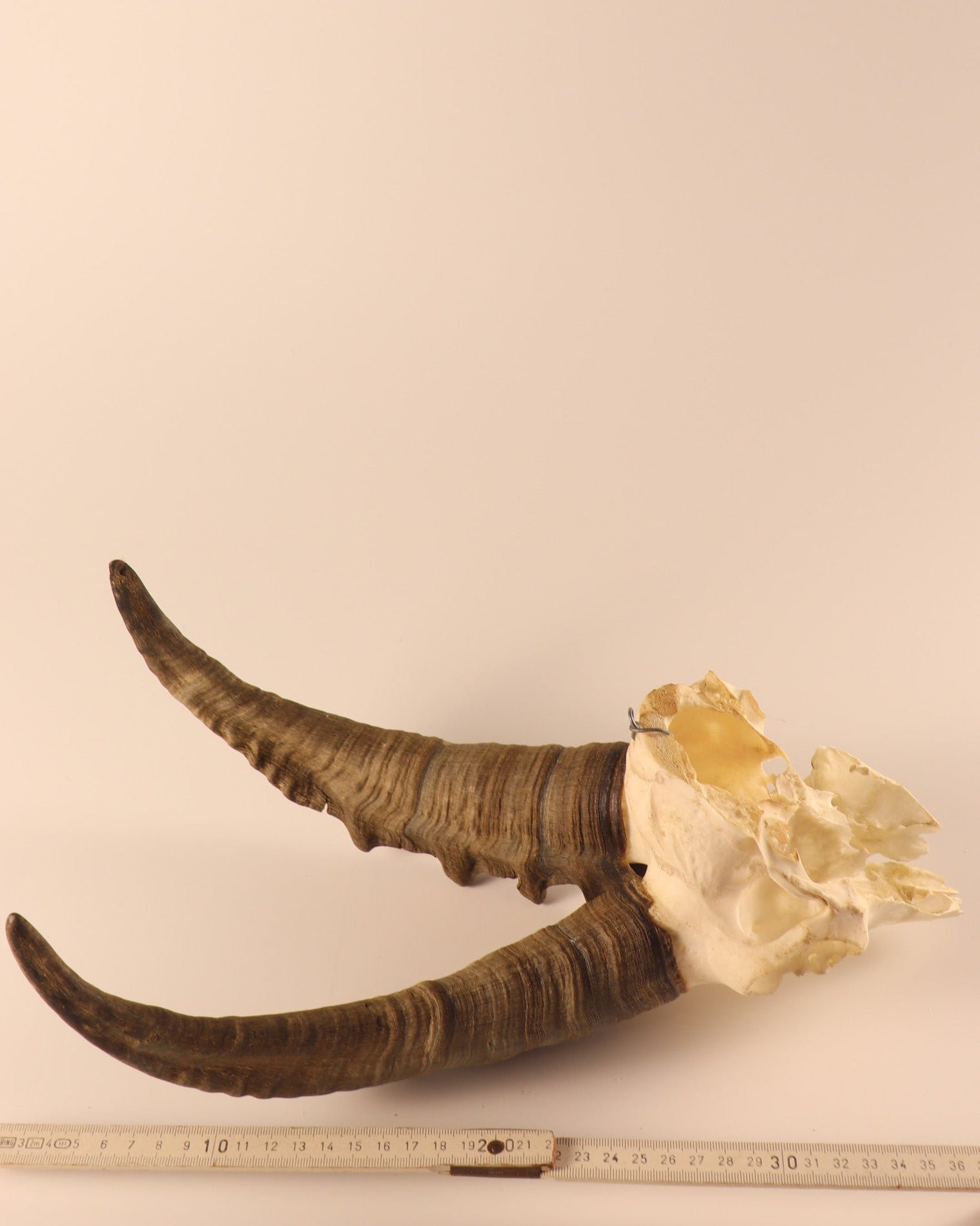 Steinbock Trophäe