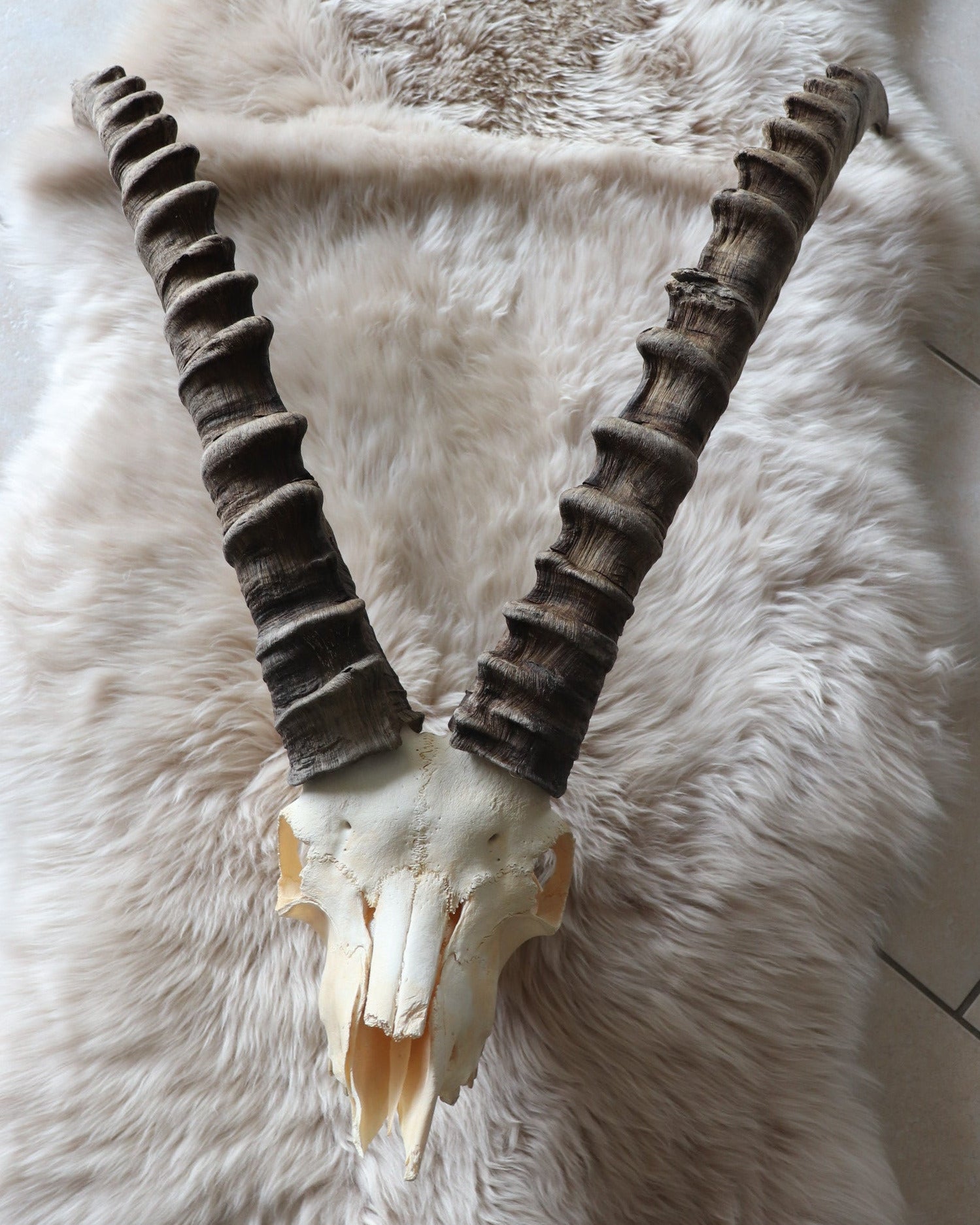 Steinbock Trophäe