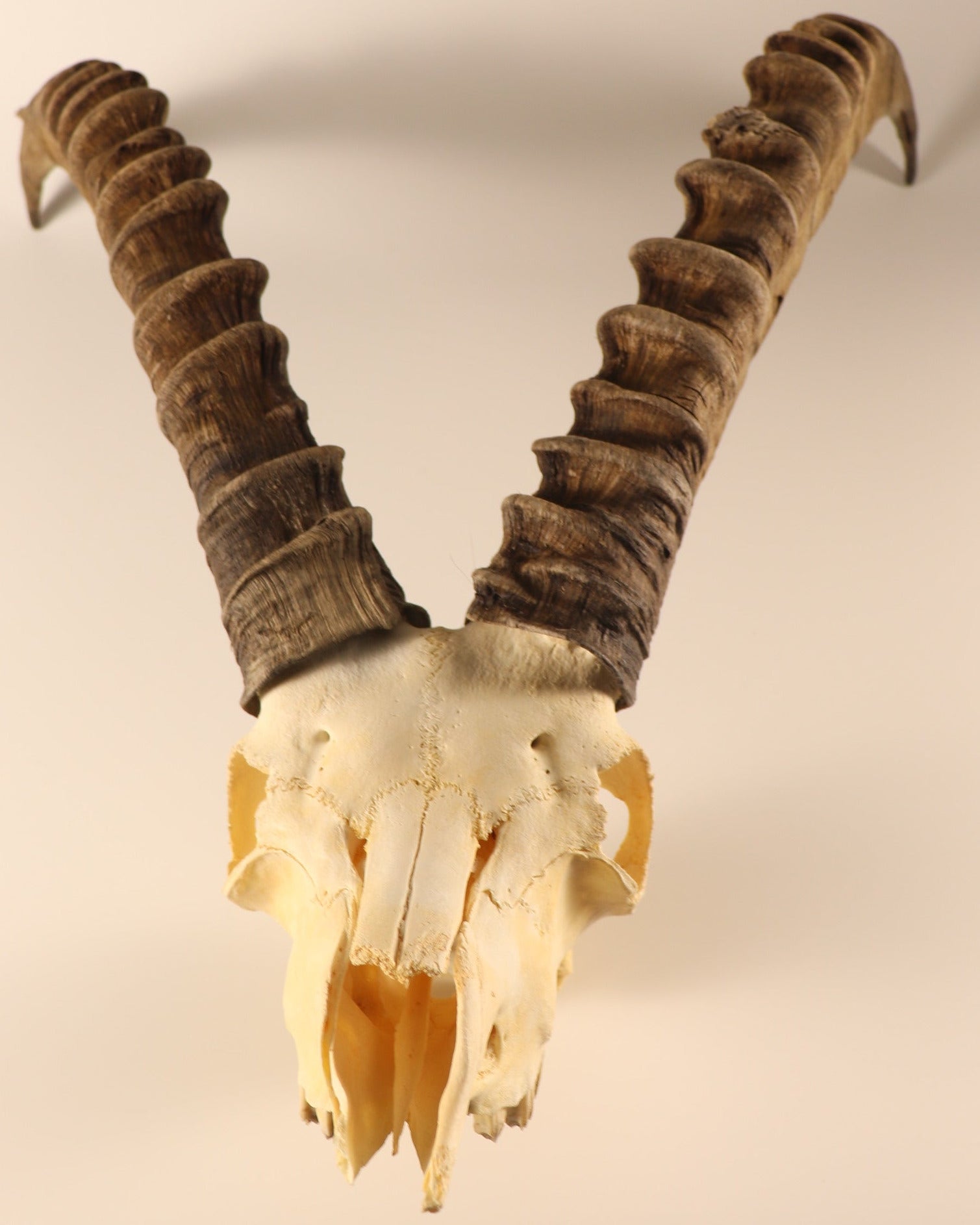 Steinbock Trophäe