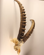 Steinbock Trophäe