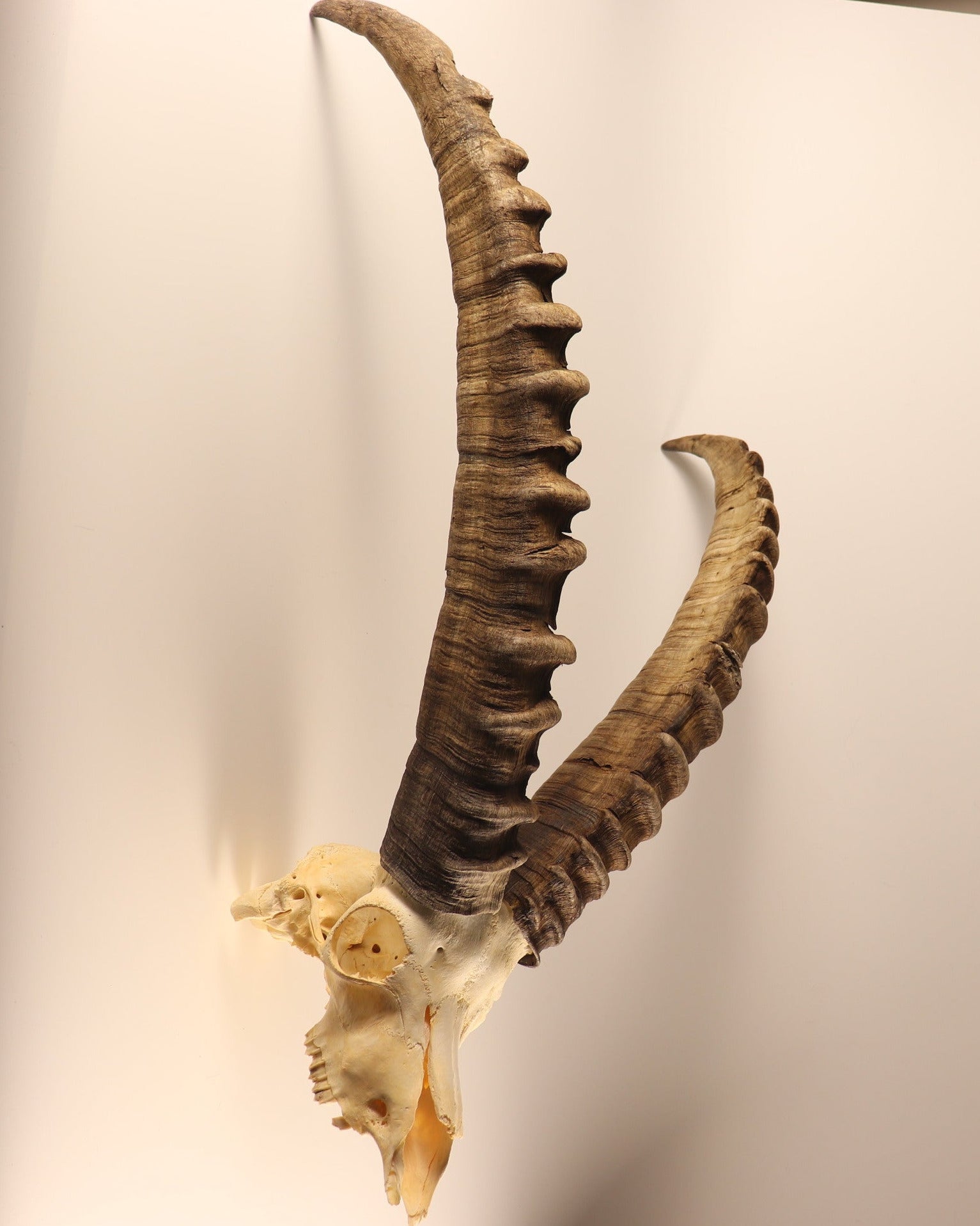 Steinbock Trophäe