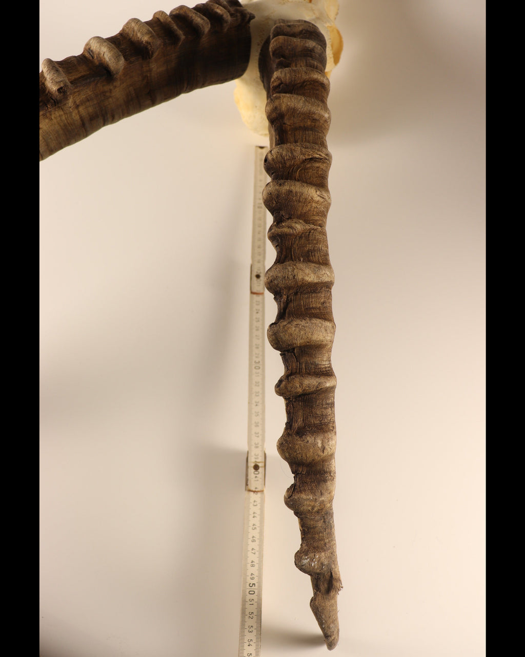 Steinbock Trophäe