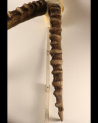 Steinbock Trophäe