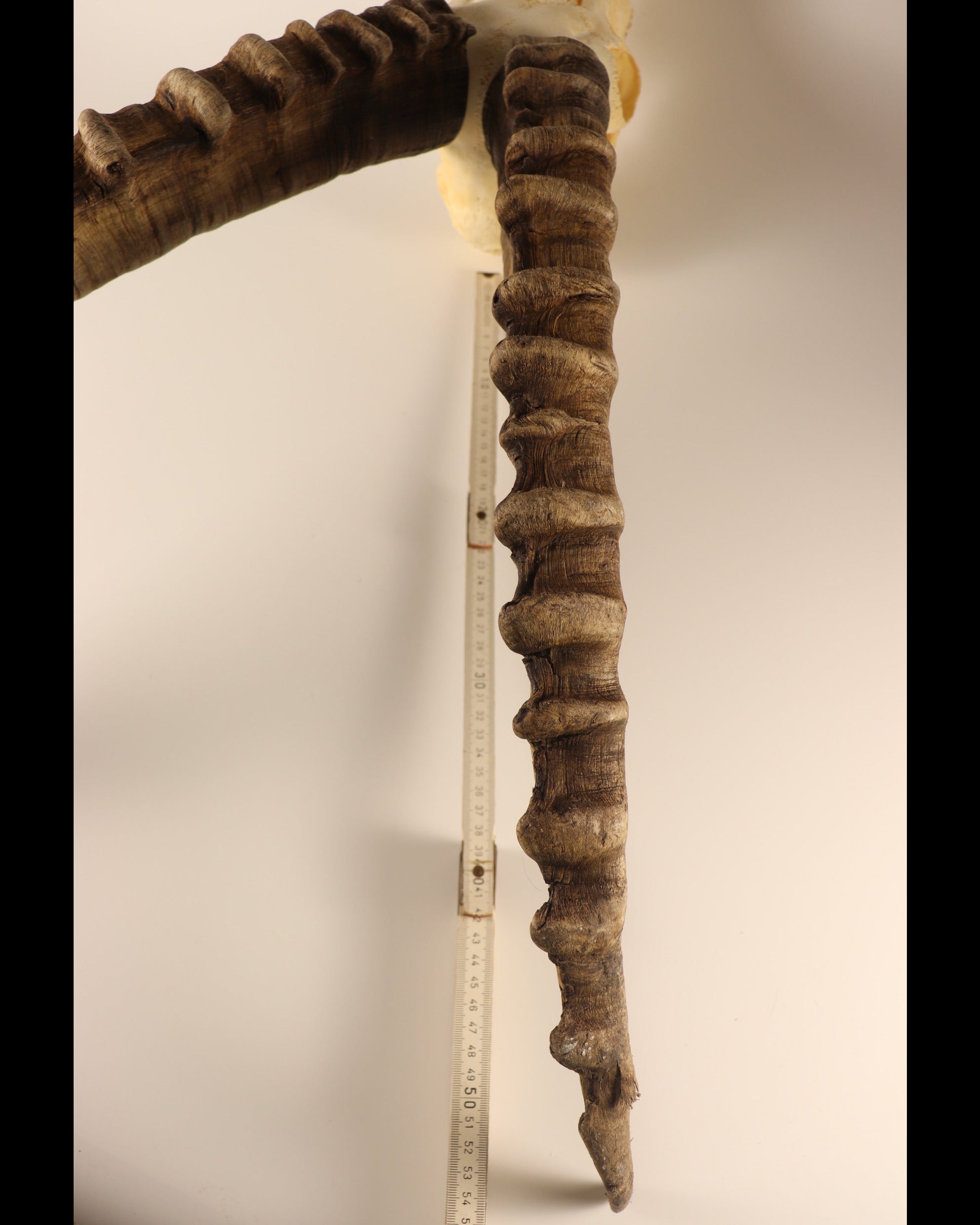 Steinbock Trophäe