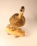 Stockente Weibchen