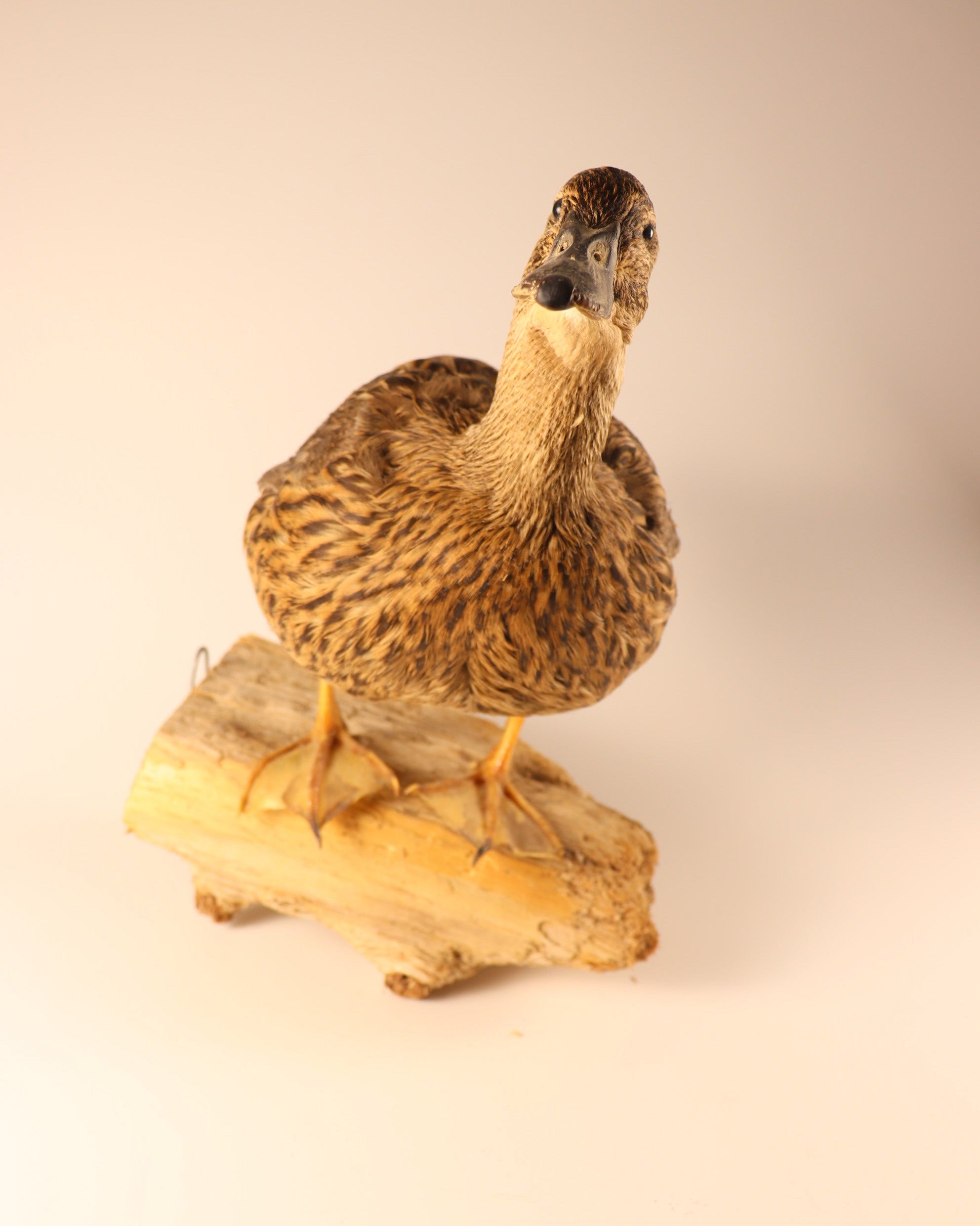 Stockente Weibchen