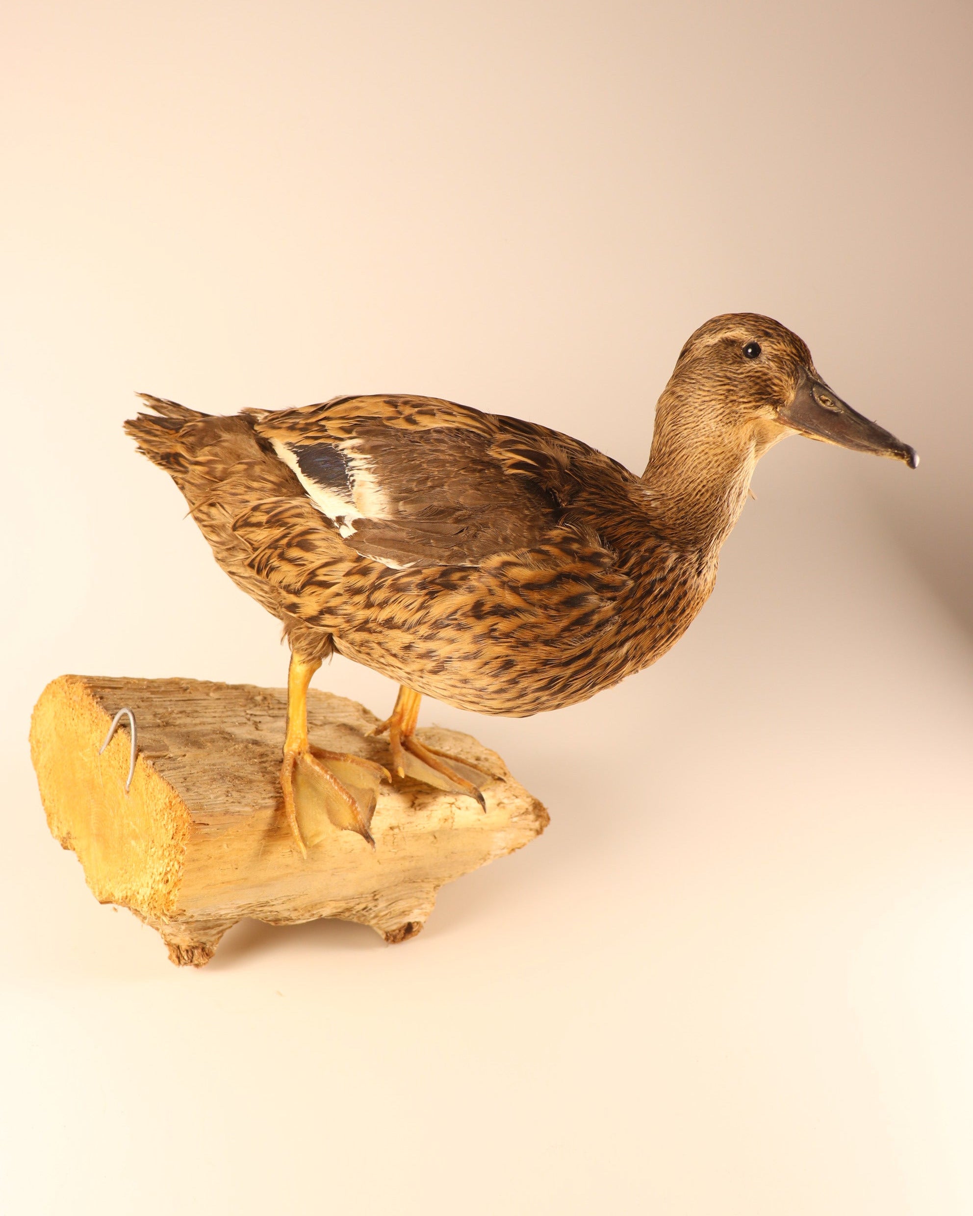 Stockente Weibchen