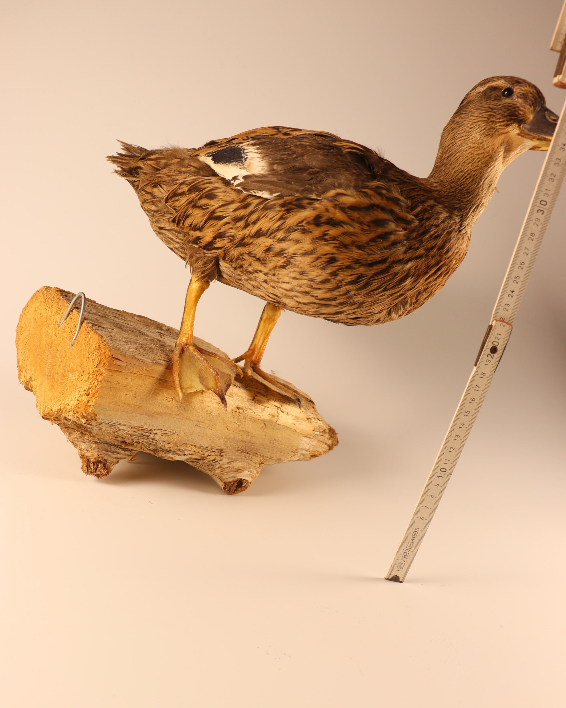 Stockente Weibchen