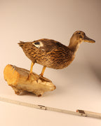 Stockente Weibchen