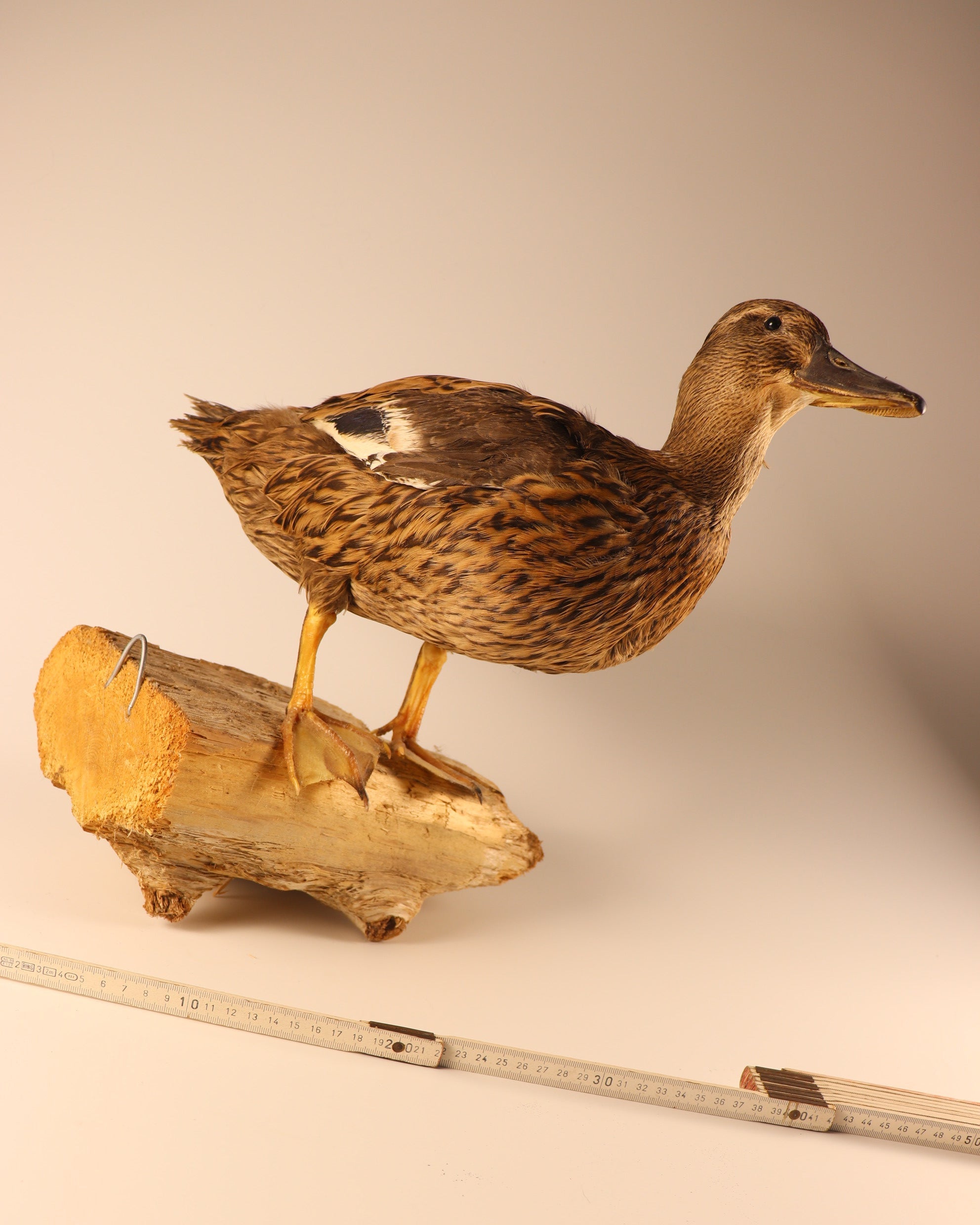 Stockente Weibchen