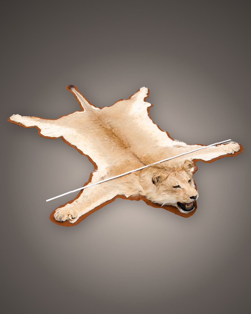 Vorleger_Loewe_Breite