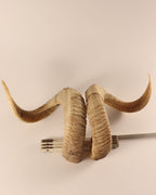 Widder Schläuche